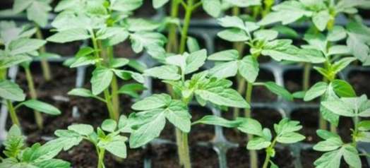 家庭小番茄種植 家庭小番茄種植