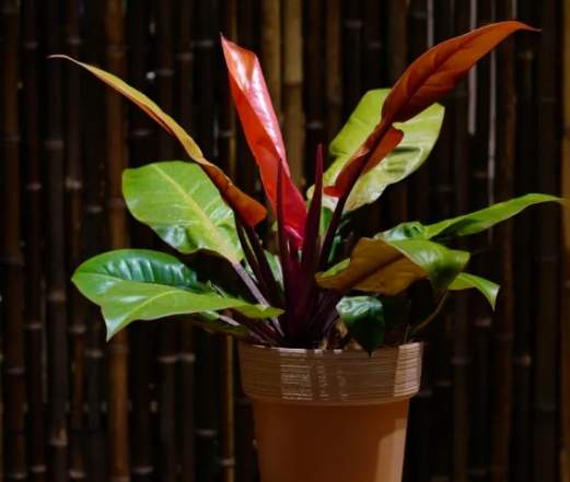 彩虹蔓綠絨種植指南