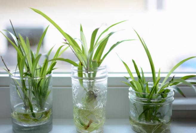 水培植物养殖方法