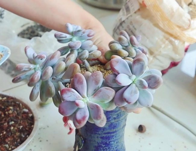 花盆土壤發霉處理 花盆土壤發霉處理