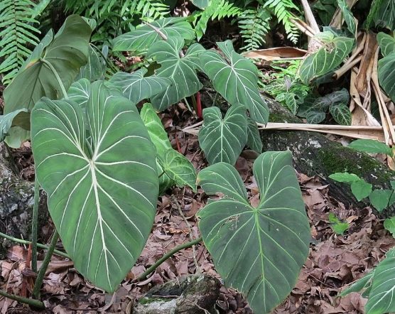 紅苞喜林芋養護