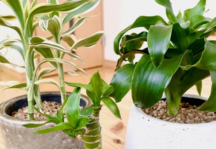 植物急救 植物急救