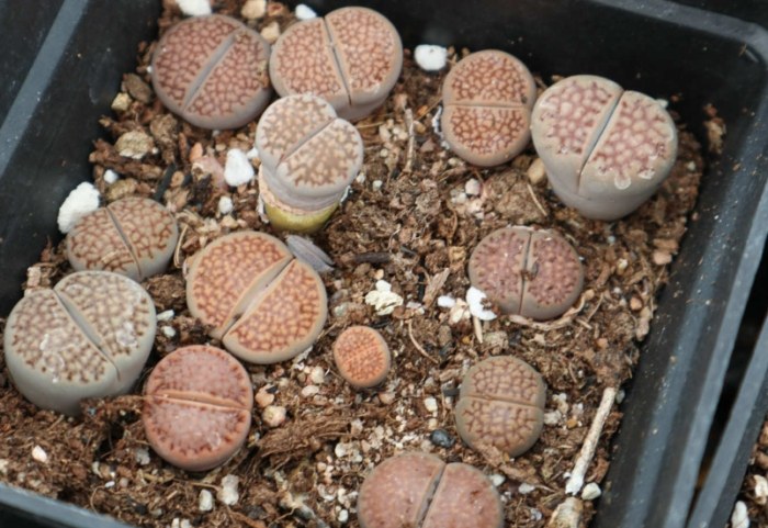 土壤白垢處理 土壤白垢處理