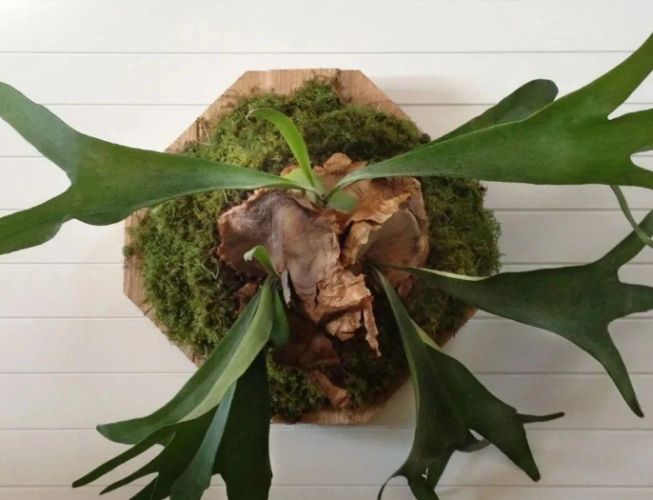 鹿角蕨上板技巧 鹿角蕨上板技巧