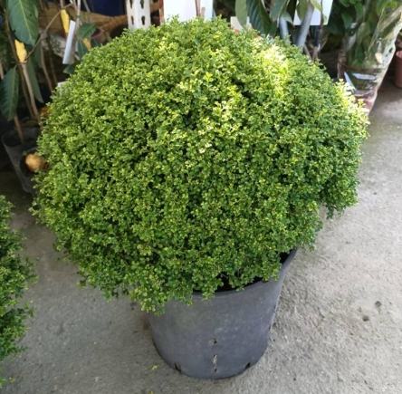 達摩七里香 好處