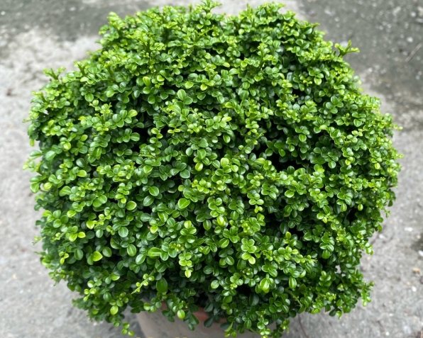 達摩七里香 種植