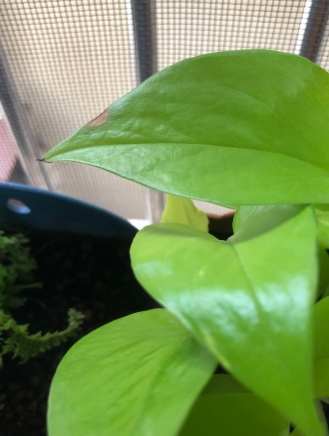 黃金葛葉片黑點