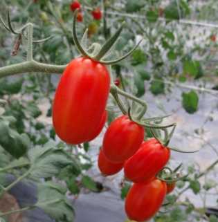 台灣番茄種植技巧