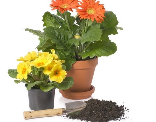 土壤發霉原因 土壤發霉原因