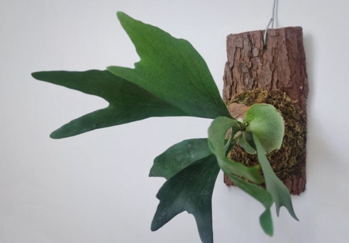 鹿角蕨分株方法 鹿角蕨分株方法