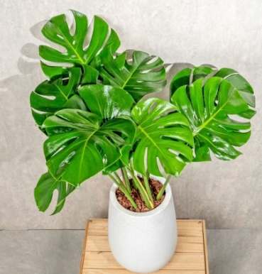 龜背竹氣根照顧