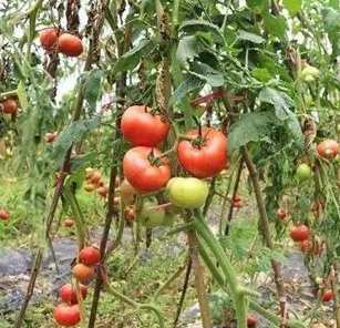 牛番茄病蟲害防治