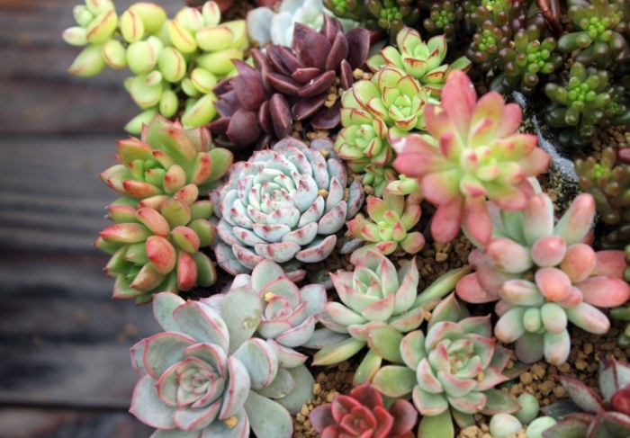 植物急救 植物急救