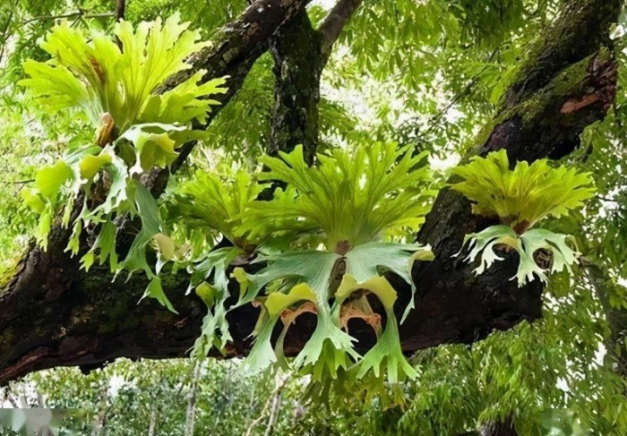 鹿角蕨分株方法 鹿角蕨分株方法