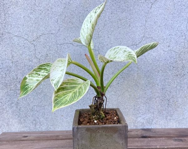 植物分株技巧 植物分株技巧