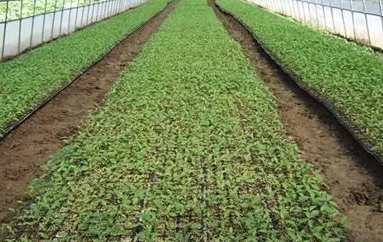 小番茄育苗方法 小番茄育苗方法