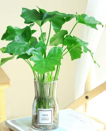 室內水培植物 室內水培植物