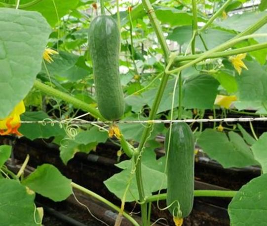 胡瓜栽培方法