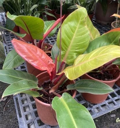 帝王蔓綠絨養護方法