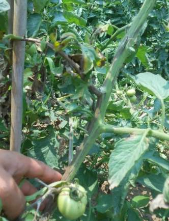 番茄黑骨病症狀