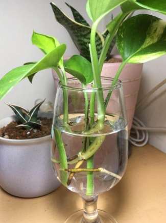 黃金葛栽培技巧