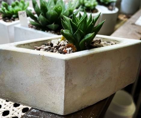 去除水泥盆鹼性