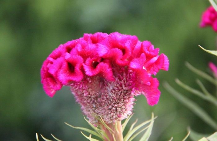 雞冠花盆栽照顧