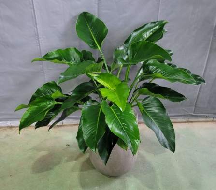 室內植物養護
