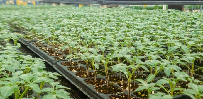 小番茄種子發芽技巧 小番茄種子發芽技巧