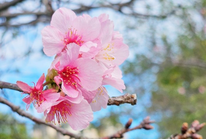 櫻花生長周期 櫻花生長周期