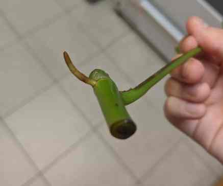 自製生根粉 自製生根粉