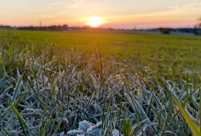 農產品採收時機