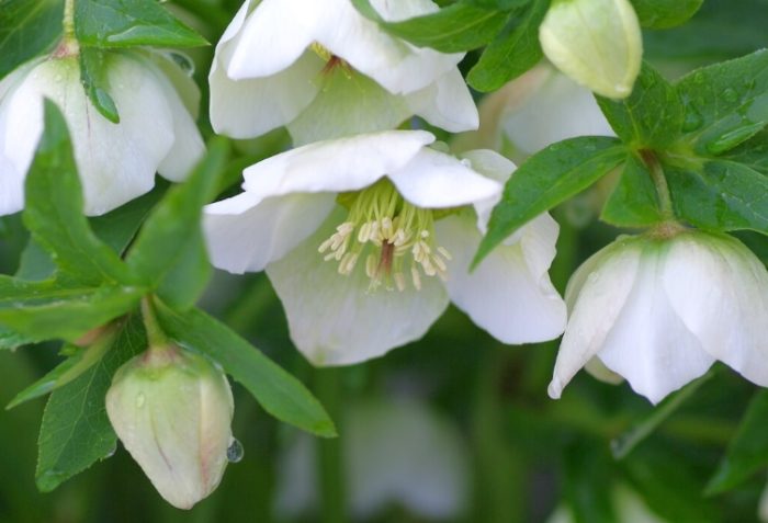 耐陰植物 耐陰植物