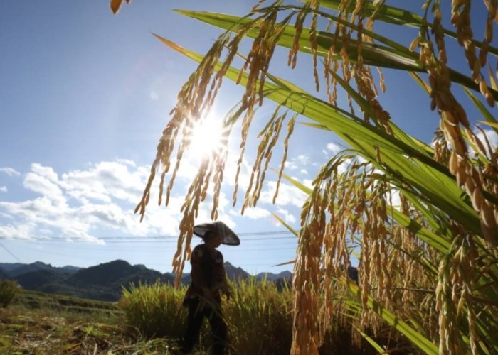 農產品採收時機