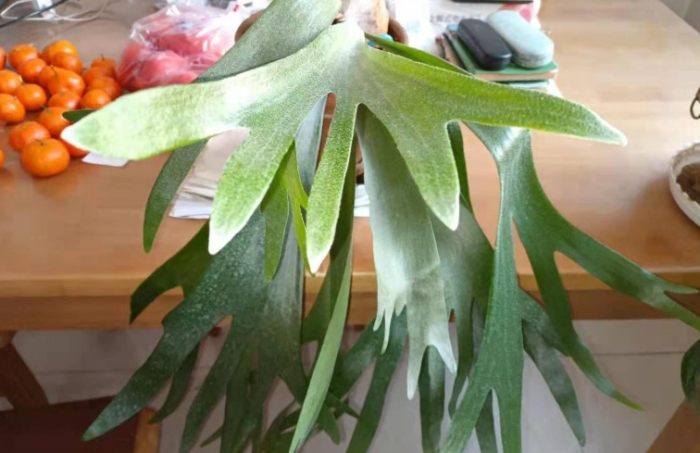 鹿角蕨養護 鹿角蕨養護