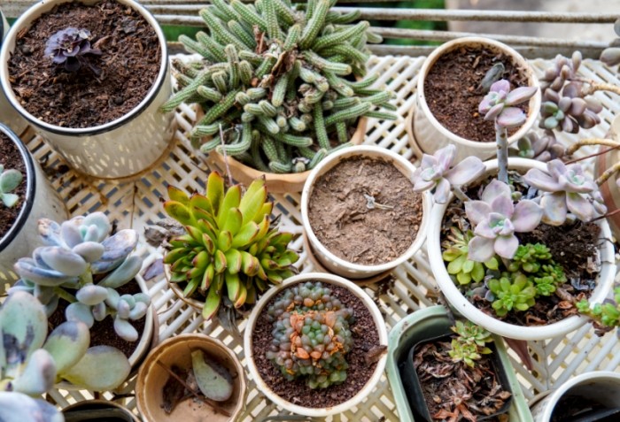 多肉澆水注意事項