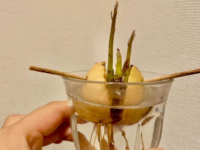 森樹水種常見問題 森樹水種常見問題