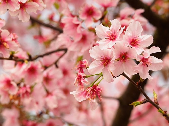 櫻花養護 櫻花養護