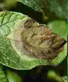 晚疫病治療方法