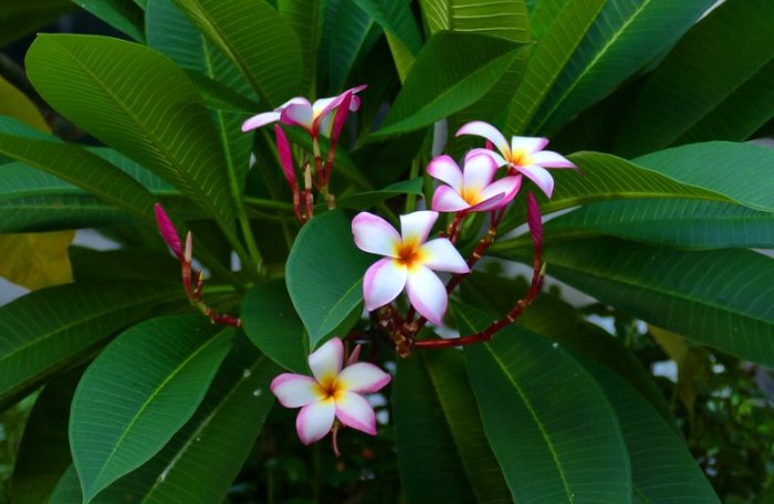 雞蛋花種植方法