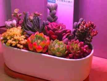 植物生長燈 植物生長燈