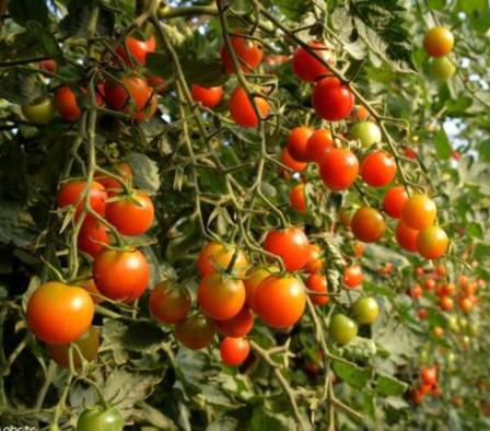 牛番茄採收時間