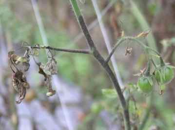 番茄黑骨病防治