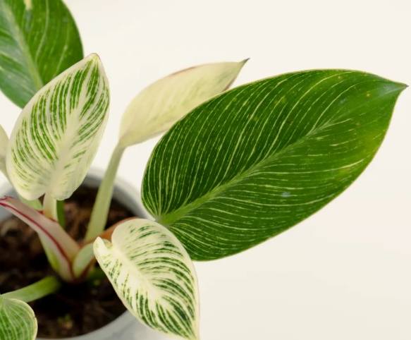 蔓綠絨繁殖方法 蔓綠絨繁殖方法