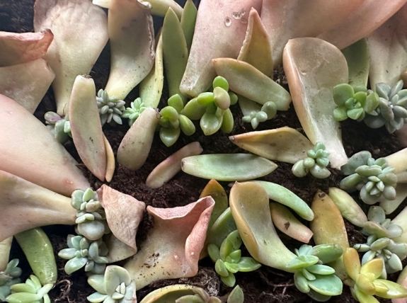 多肉葉子變皺原因