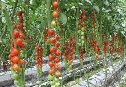 西红柿育苗最佳温度