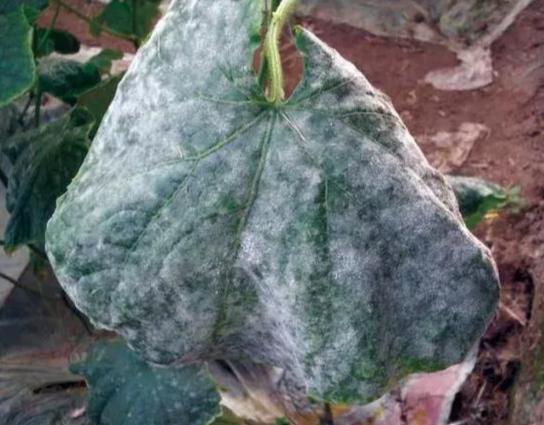 小黃瓜白粉病防治