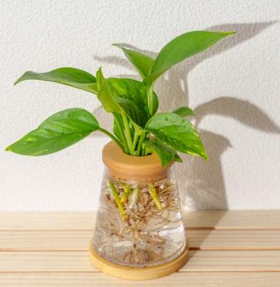 黃金葛栽培技巧