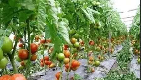 番茄管理技術