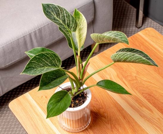 鉑金蔓綠絨照顧